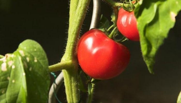 Помидоры помидоры