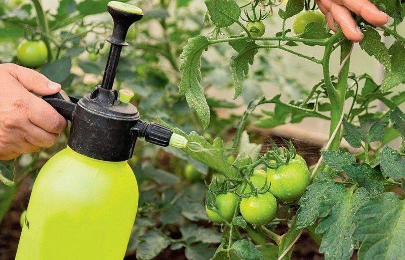 Опрыскивание томатов от фитофторы