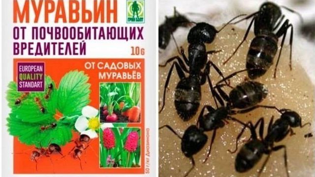 Как использовать Муравьин от садовых муравьев