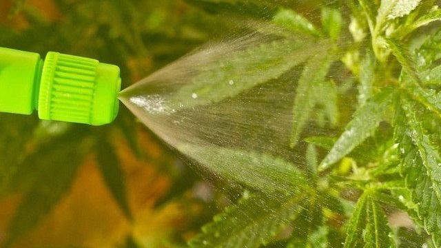 Обработка растений от мошек: биоинсектицид «Фитоверм», эффективные способы