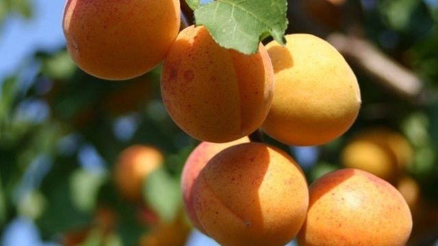 Обрезка абрикоса осенью для начинающих в картинках, пошагово, видео