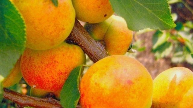 Самые лучшие сорта абрикоса для посадки на дачном участке