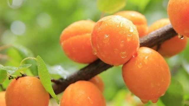 Сорта абрикоса для юга россии