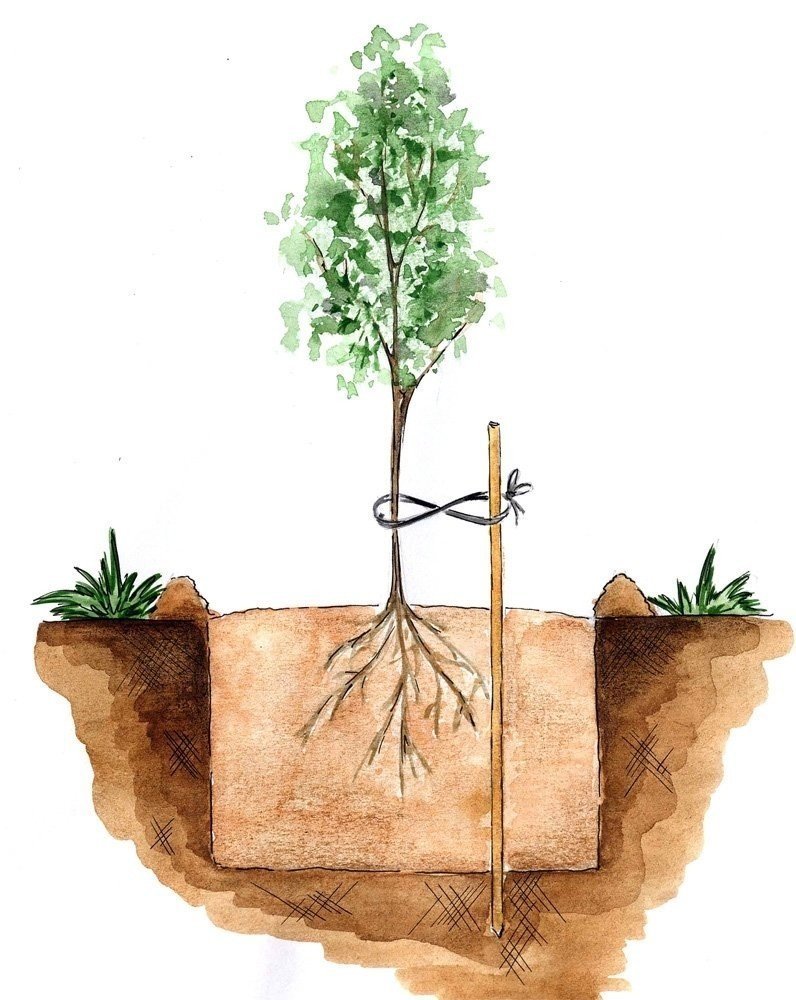Схема посадки деревьев и кустарников