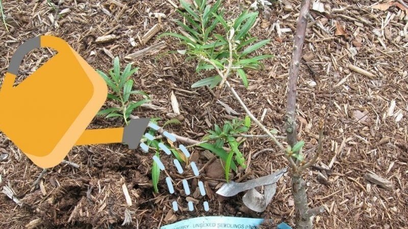A tool for harvesting woody weeds