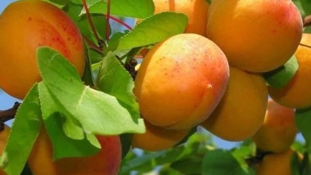 Знакомимся с гибридом сливы и абрикоса