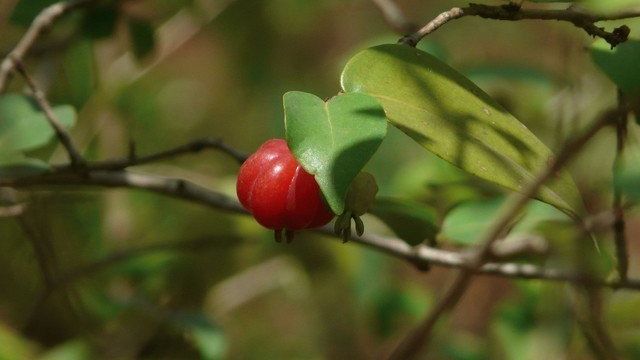 Суринамская вишня — полезные свойства и противопоказания