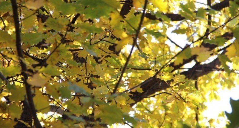 Деревья которые сбрасывают листву осенью