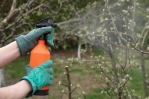 Опрыскивание железным купоросом деревьев весной