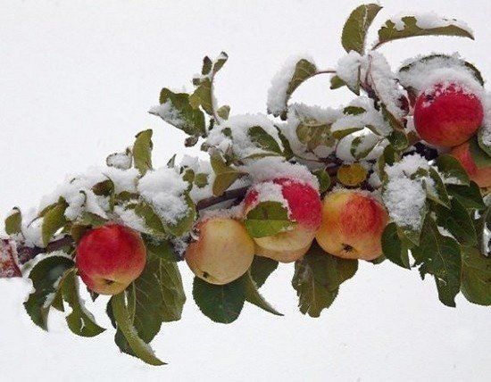 Яблоня сибирская зима