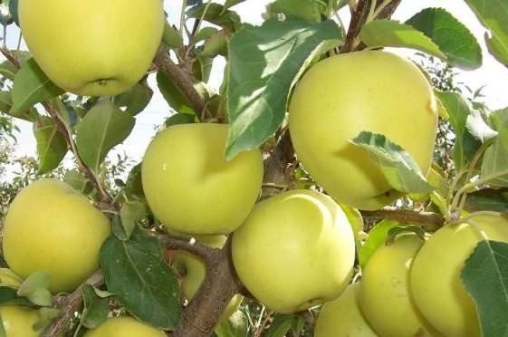 Яблоко-груша голден делишес