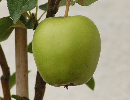 Яблоня голден делишес