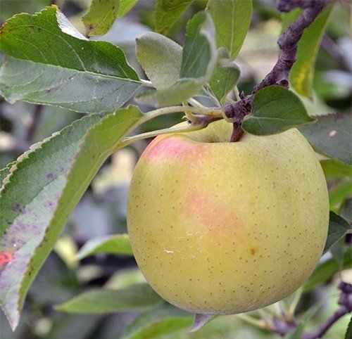 Яблоня голден резистент