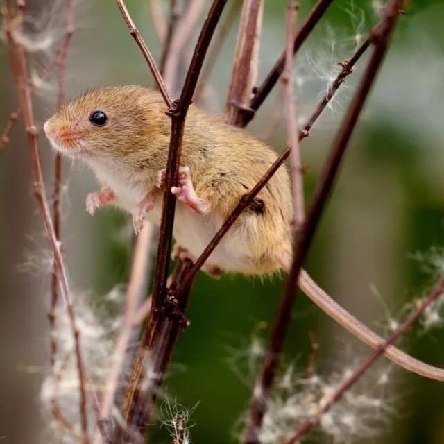 Мышь-малютка – micromys minutus