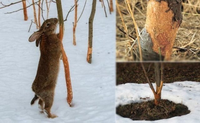 Заяц беляк объедает кору дерева