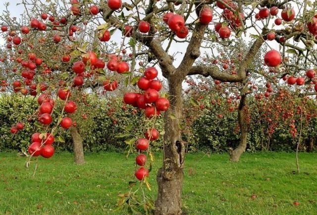 Яблоня сады россии