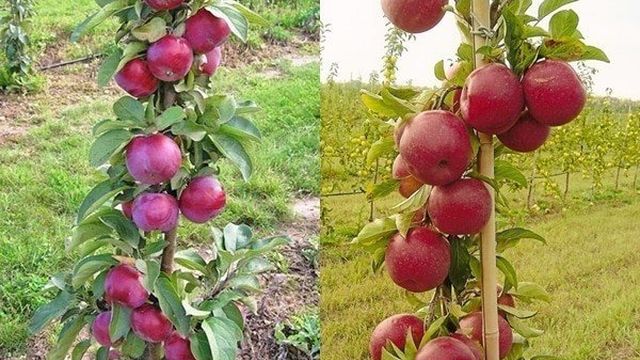 Описание и характеристики сорта колоновидной яблони сорта Джин, выращивание и отзывы садоводов о культуре