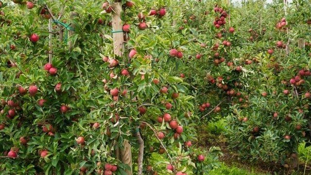 Особенности выращивания яблони Спартан