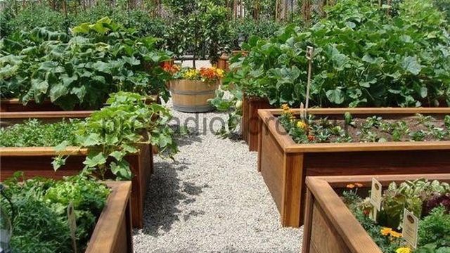 Схема правильного планирования огорода для посадки овощей