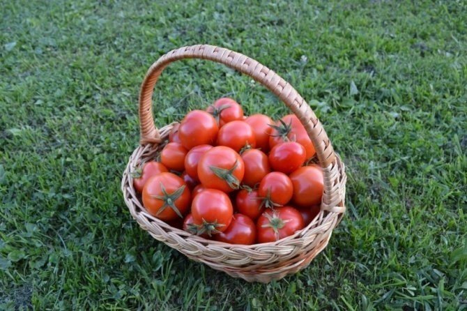 Кривянские помидоры в корзине