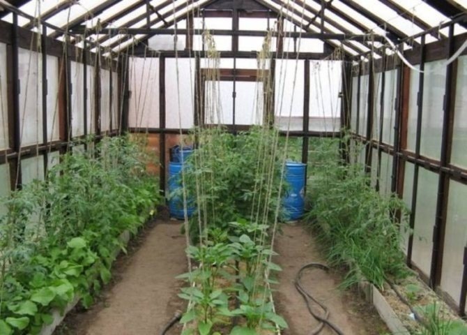 Способы подвязки помидоров в теплице из поликарбоната