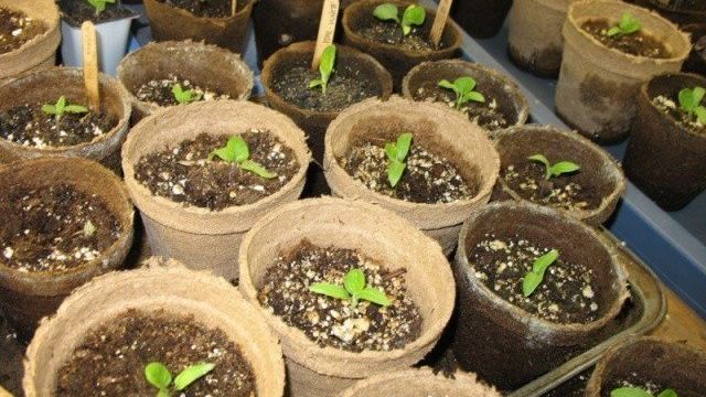 Как правильно посадить баклажаны на рассаду