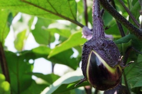 Плод у растения баклажан
