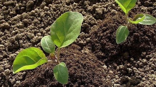 Как вырастить баклажаны в открытом грунте и теплице в Сибири, советы по уходу и лучшие сорта