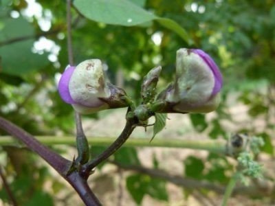 Растения семейства бобовых