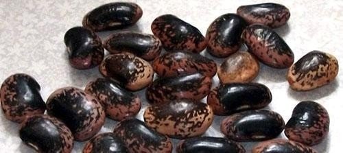 Вьюн фасолевые семена черные