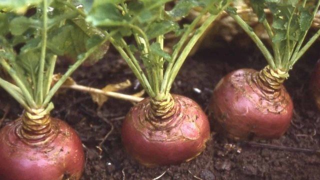 Турнепс — что это за овощ и как его можно вырастить