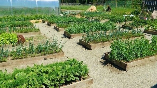 Что сажать и сеять в июне в открытый грунт на огороде по регионам