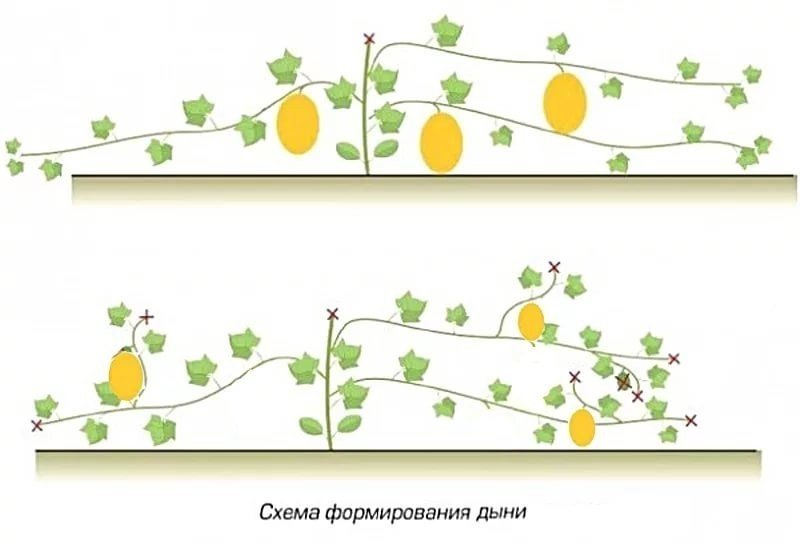 Схема прищипывания арбузов и дынь в открытом грунте