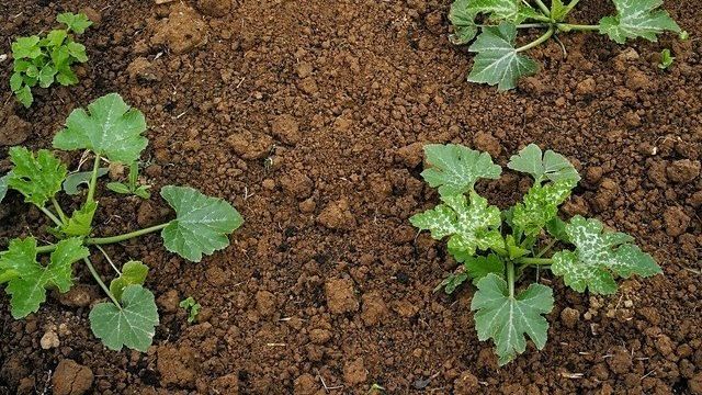 Посев и выращивание кабачков