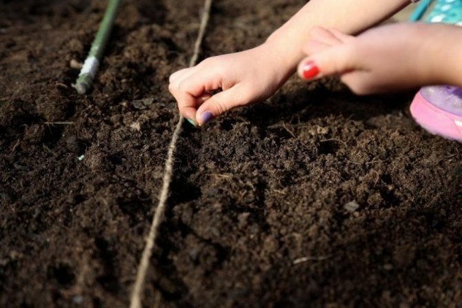 Подготовка почвы для редиса