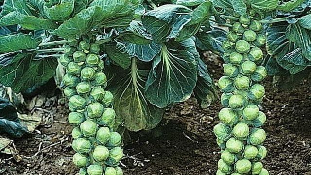 Выращивание брюссельской капусты в открытом грунте