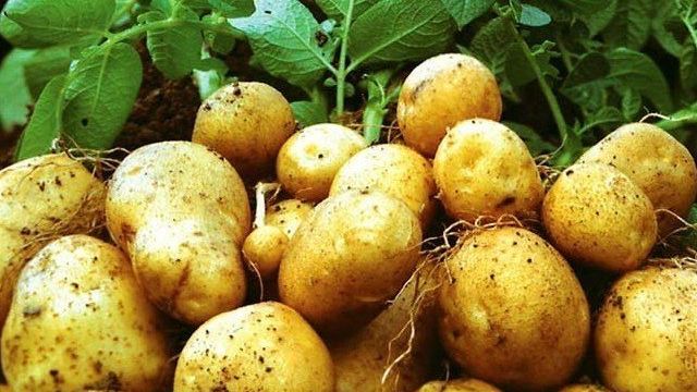 Балабановская картошка: особенности и преимущества такого метода