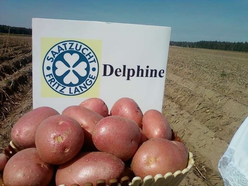 Сорта белорусского картофеля дельфин