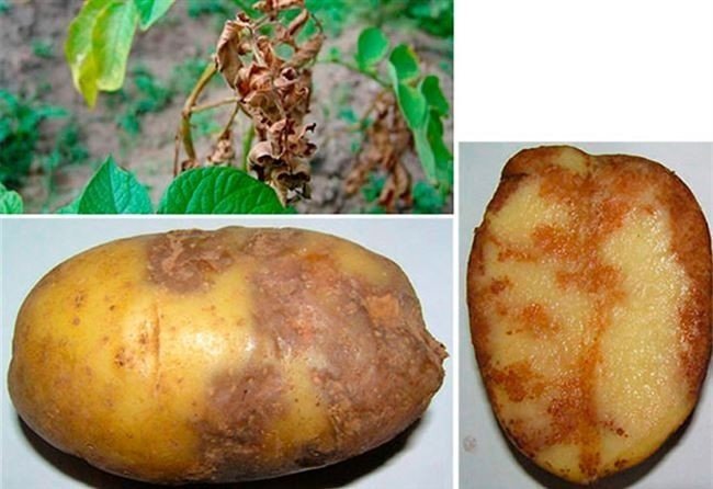 Фитофтороз картофеля меры борьбы престиж