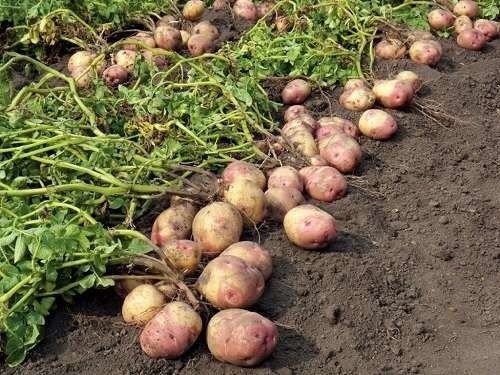 Картофель на поле