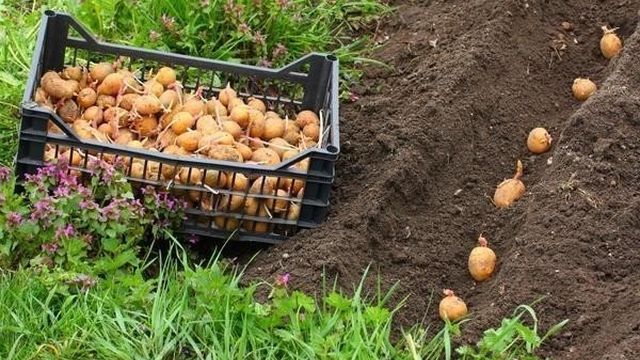 Сорт картофеля «Ласунок»: характеристика, описание, урожайность, отзывы и фото
