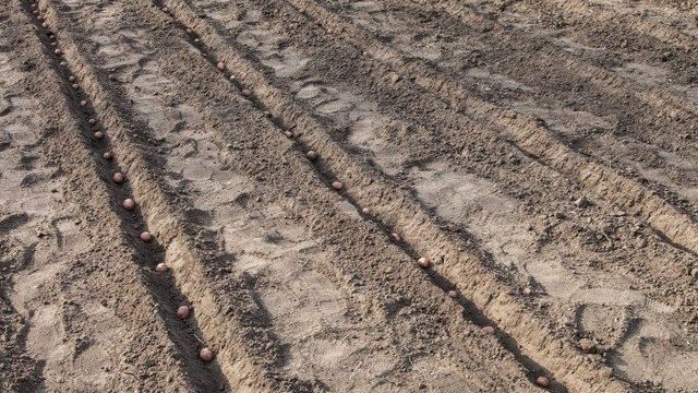 Температура почвы при посадке картофеля
