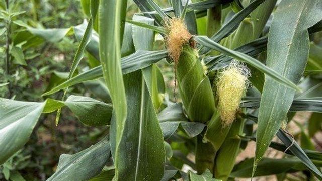 Кукуруза — это овощ или злак