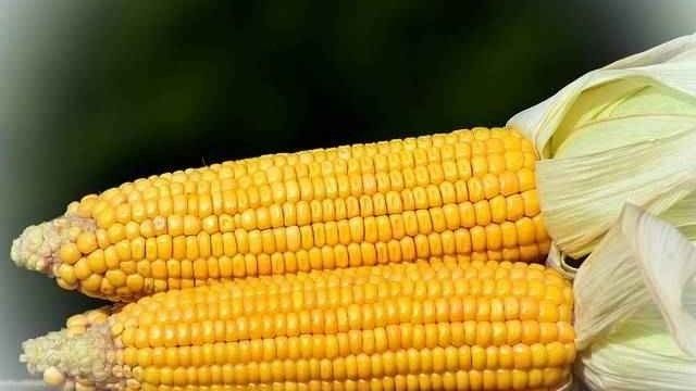 Полезные свойства кукурузы и возможные противопоказания