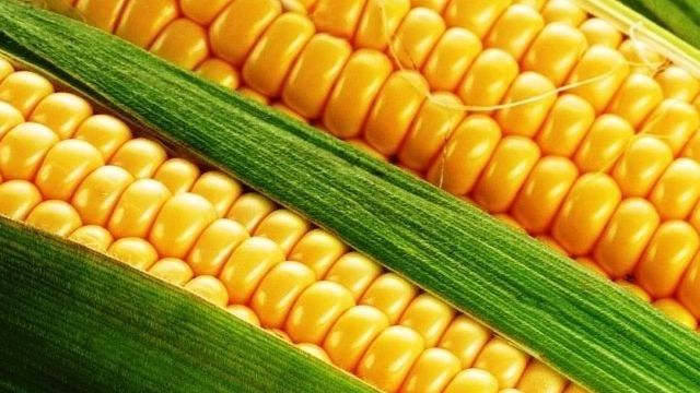 Сорта кукурузы для Подмосковья с фото и описанием