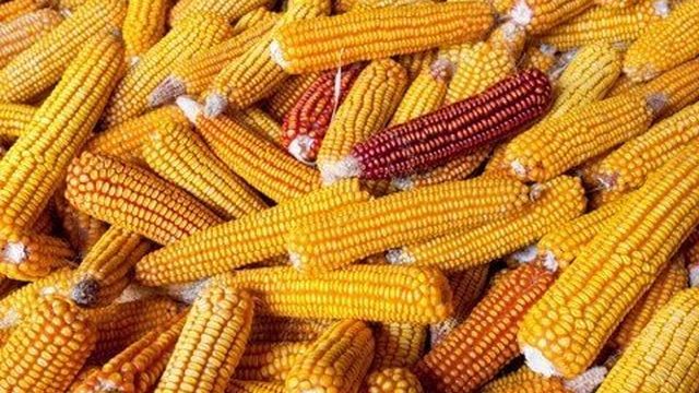 Выращивание кукурузы: сорта и виды, особенности посадки, уход и полив