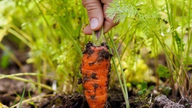 Как порадовать себя урожаем моркови: секреты посадки и ухода от опытных дачников