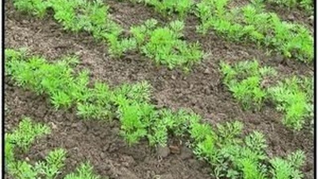 Как правильно посадить морковь? Когда сажать морковь