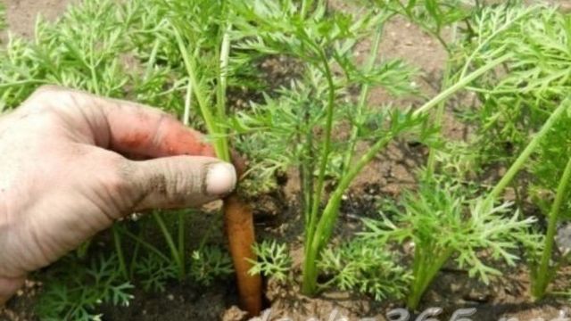 Как проредить морковь правильно