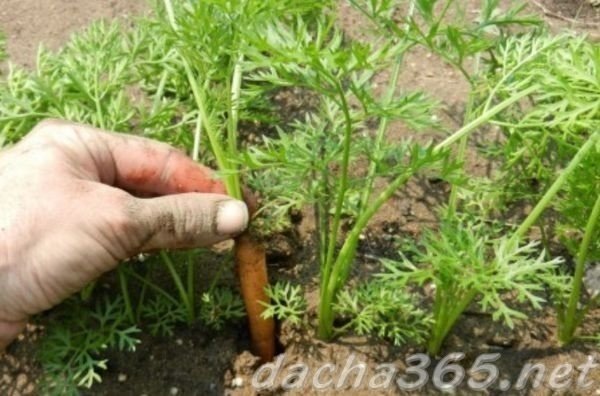 Прореживание моркови